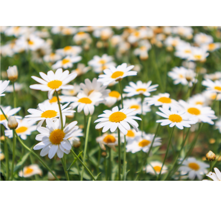Daisy flowers field wall mural - TenStickers