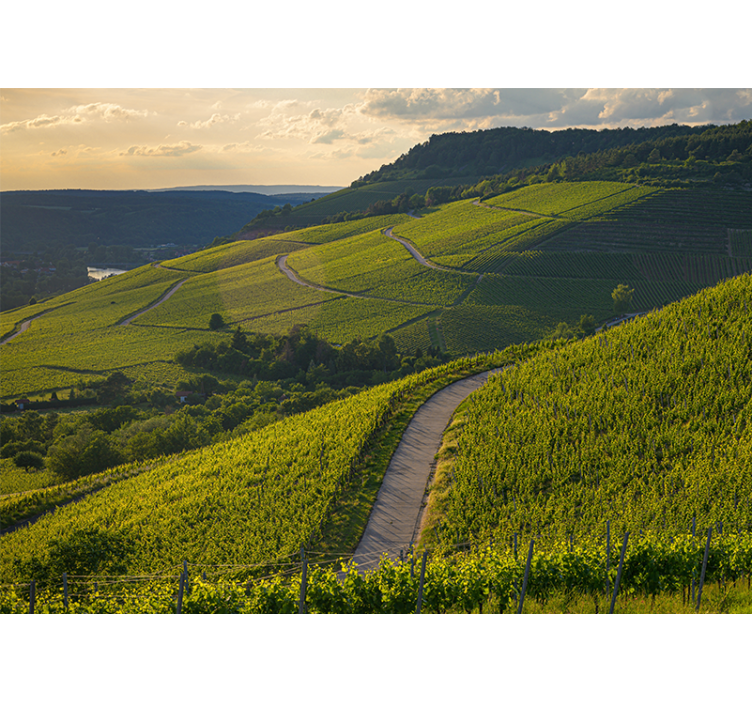 Landscape mural wallpaper vineyard slopes - TenStickers