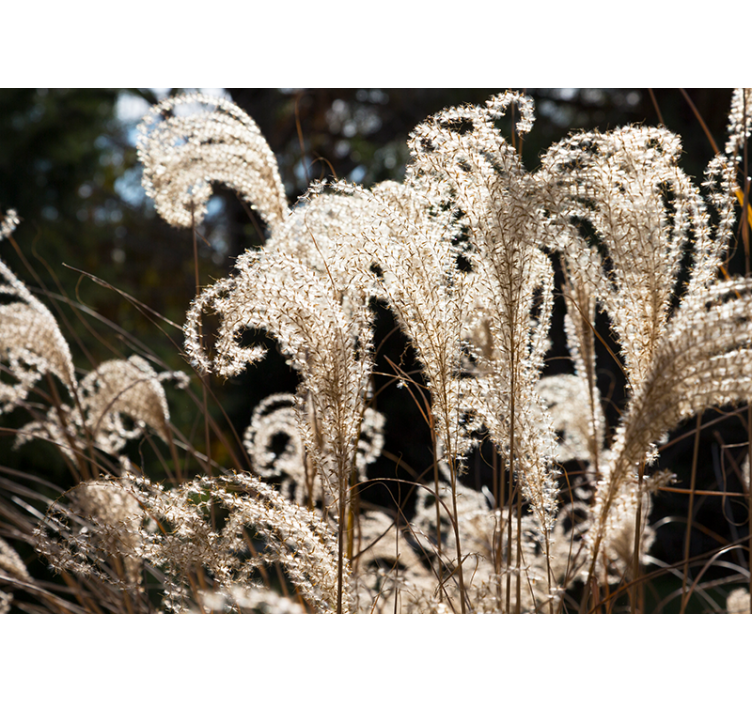 Flower mural elegant pampas grass design - TenStickers