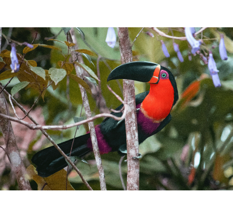 Animal wall mural colorful toucan display - TenStickers