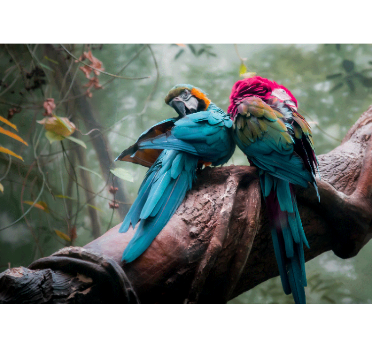 Animal wall mural colorful parrots embrace - TenStickers