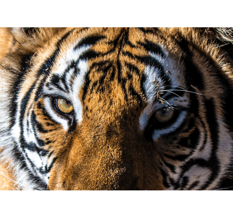 Animal wall mural magnificent tiger close-up - TenStickers