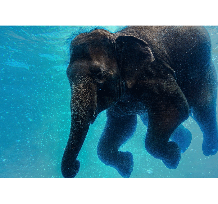 Sea mural underwater elephant artwork - TenStickers