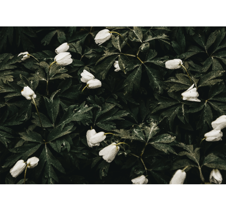 Flower mural gentle white flowers - TenStickers