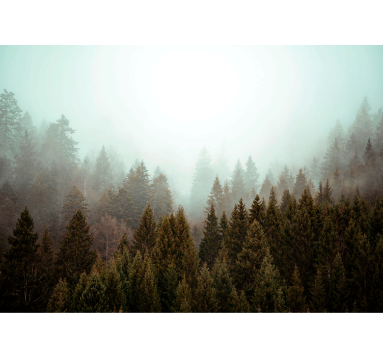 Conifers forest and fog  nature wall mural - TenStickers