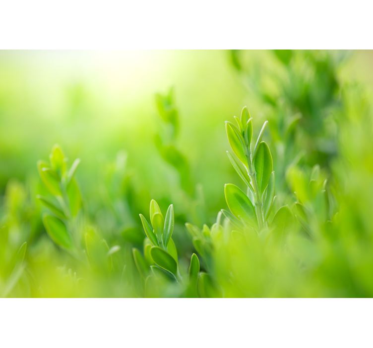 Nature wall mural lush greenery detail - TenStickers