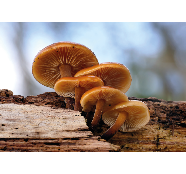 Flower mural mushroom cluster design - TenStickers