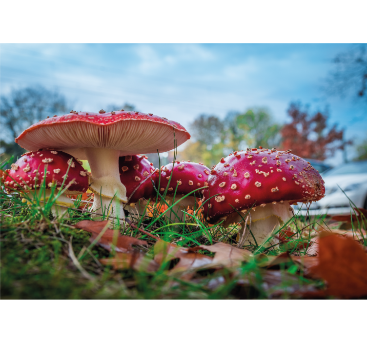 Nature wall mural red mushroom cluster - TenStickers