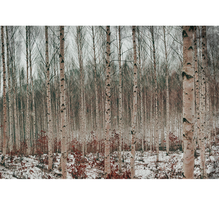 Forest wall mural birch tree landscape - TenStickers