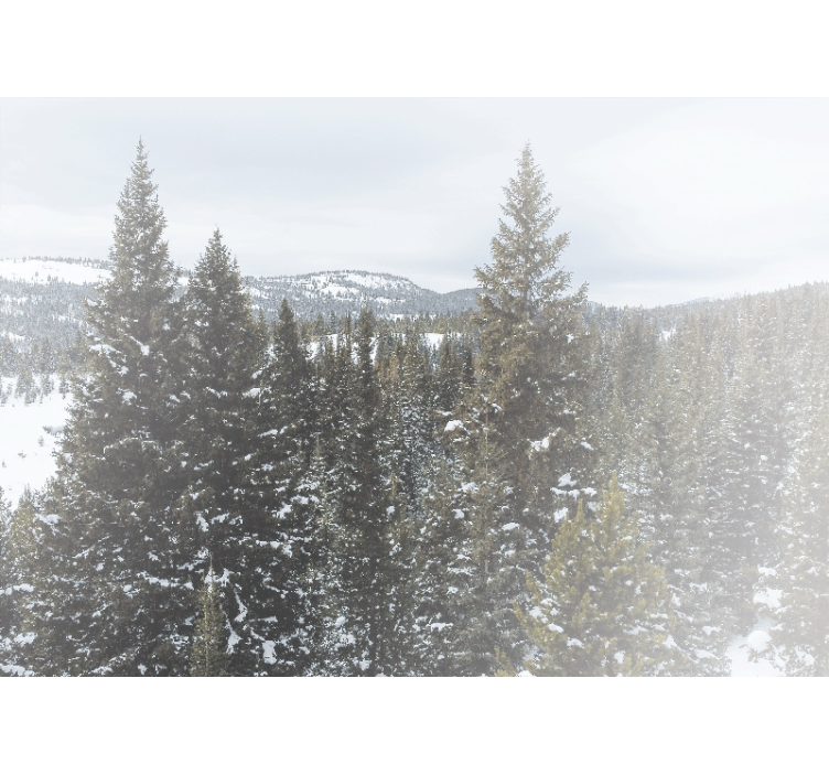 Nature wall mural snowy evergreen landscape - TenStickers