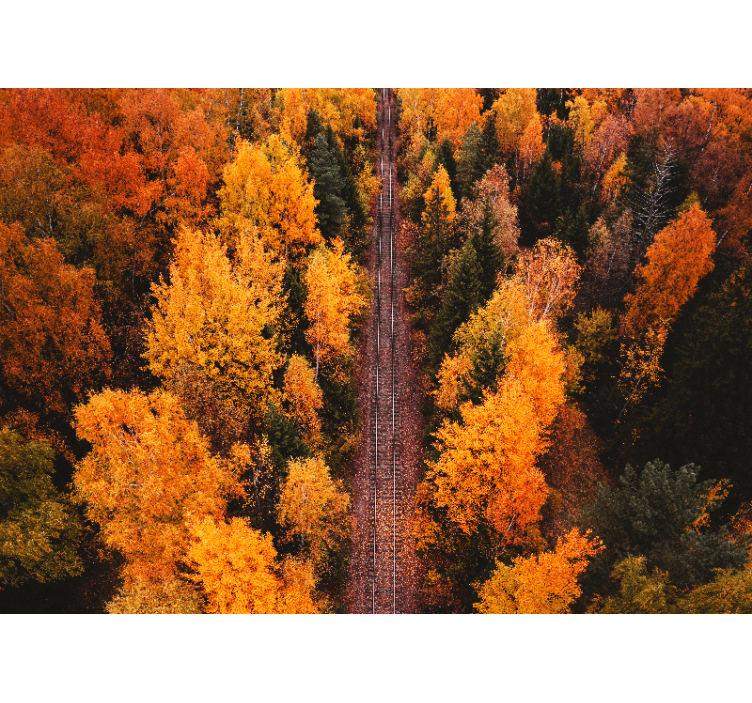 Autumn woodland trail landscape mural wallpaper - TenStickers