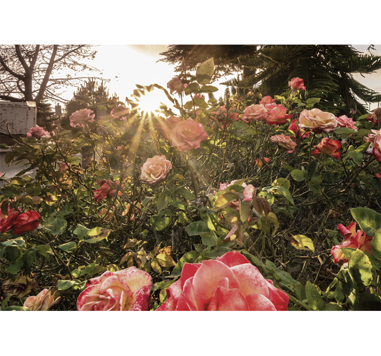 Flower mural sunlit rose garden - TenStickers
