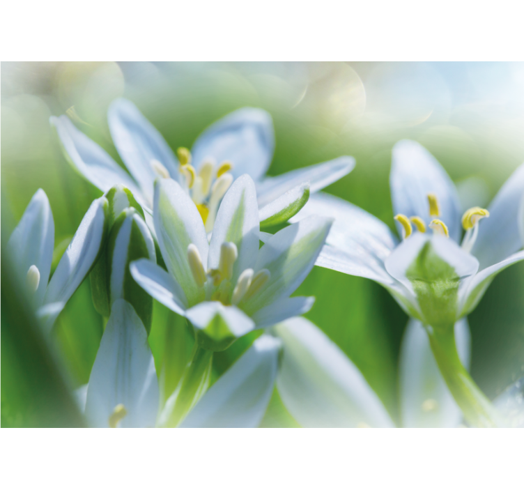 Flower mural gentle white blossoms - TenStickers