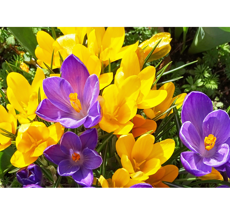 Flower mural colorful crocus blooms - TenStickers