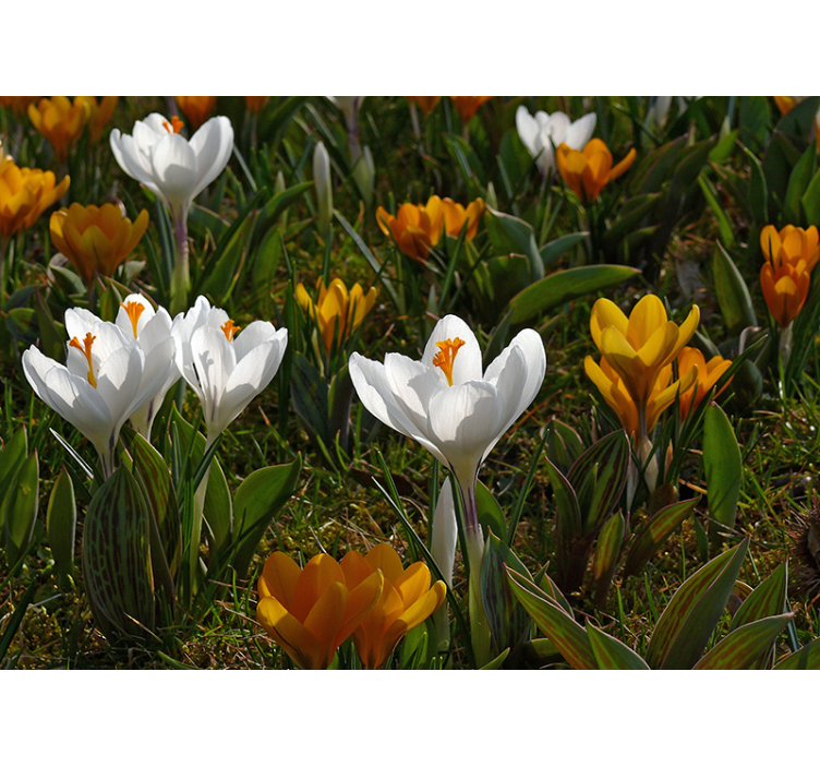Flower mural crocus flower bloom - TenStickers