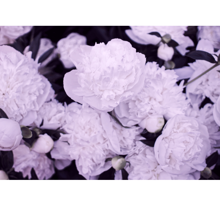 Flower mural lavender peony blossoms - TenStickers