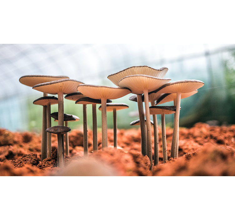 Mushroom Cluster Scene photo mural - TenStickers