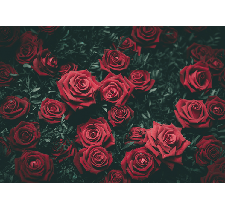Bright red roses rose wall mural - TenStickers