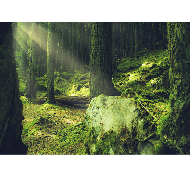 Nature wall mural sunlight through trees - TenStickers