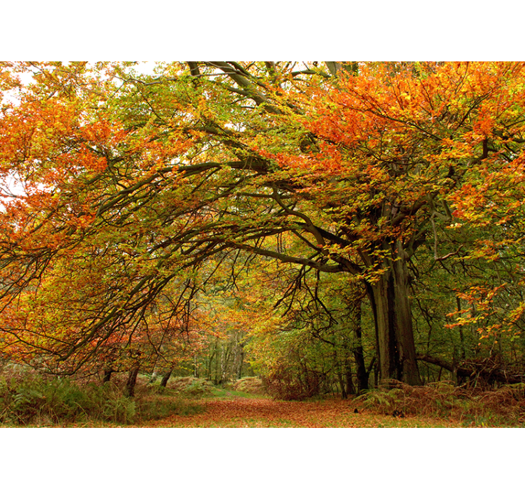 Forest wall mural autumn woodland scene - TenStickers