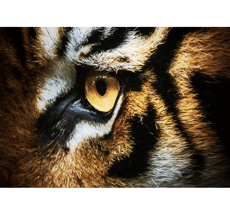 Intense Tiger Gaze animal wall mural - TenStickers