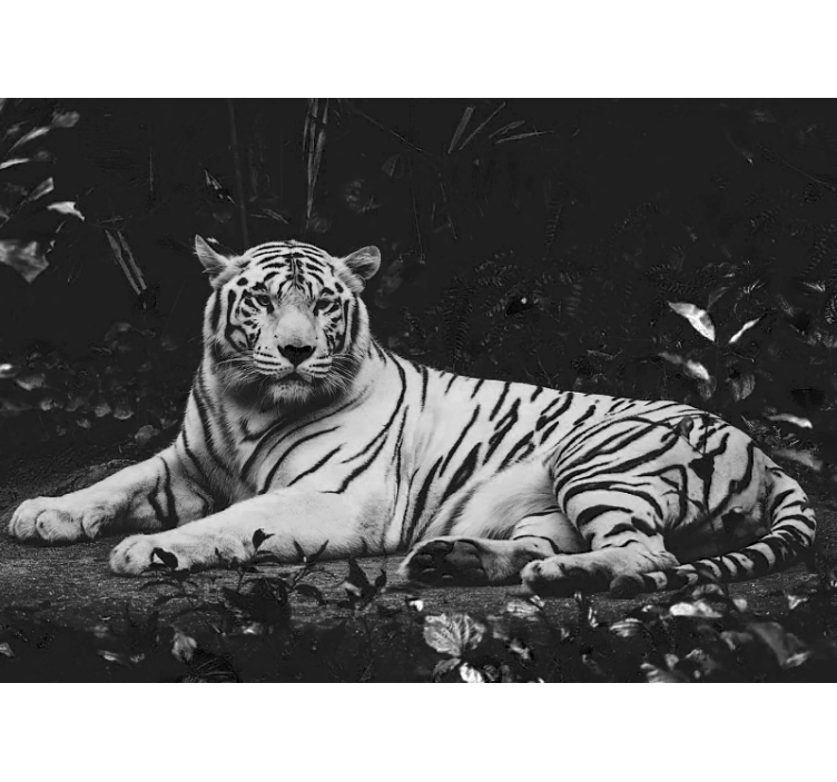 Animal wall mural noble white tiger - TenStickers