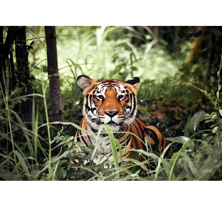 Animal wall mural regal tiger experience - TenStickers