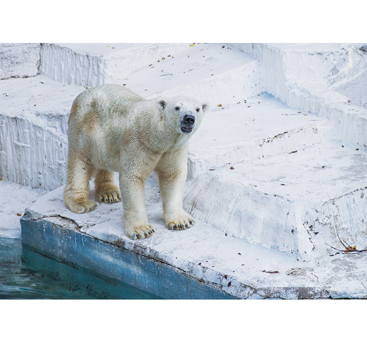 Animal wall mural polar bear pose - TenStickers