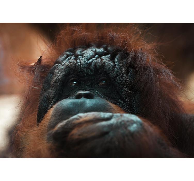 Animal wall mural orangutan's pensive stare - TenStickers