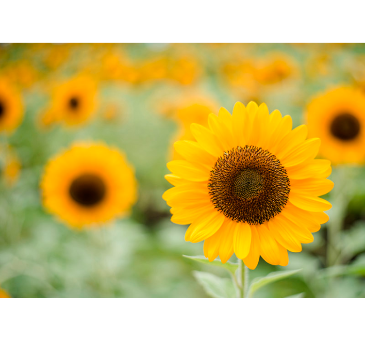 Sunflower Focal Point flower mural - TenStickers