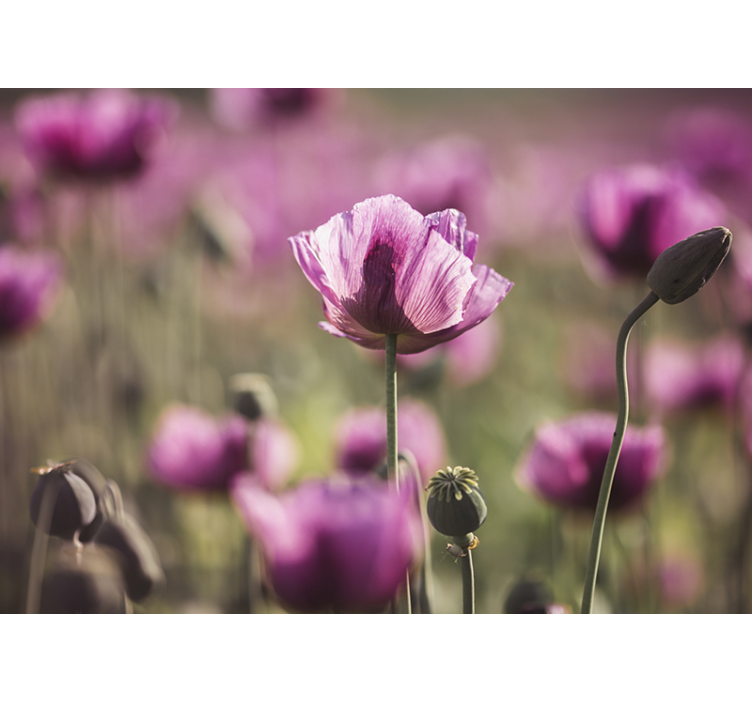 Poppy wall mural lilac flowers - TenStickers