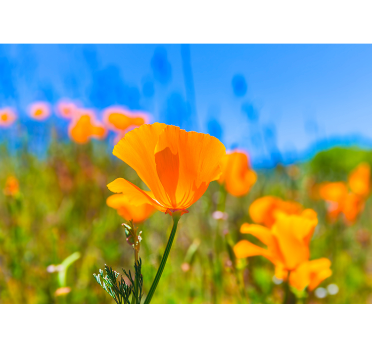 Orange poppies flower wall mural - TenStickers
