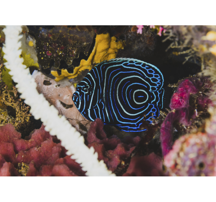 Exotic Blue Fish animal wall mural - TenStickers