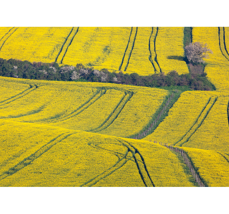 Vibrant Yellow Fields nature wall mural - TenStickers