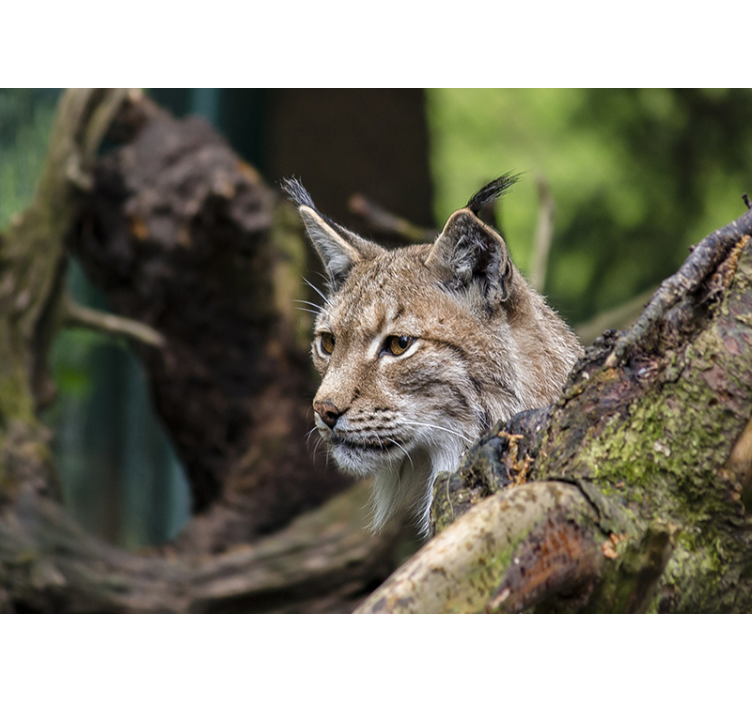 Linx in the woods wall mural - TenStickers