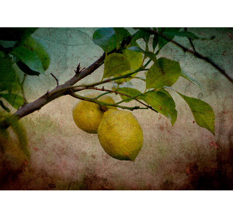 lemon tree in vintage style Kitchen Wall Mural - TenStickers