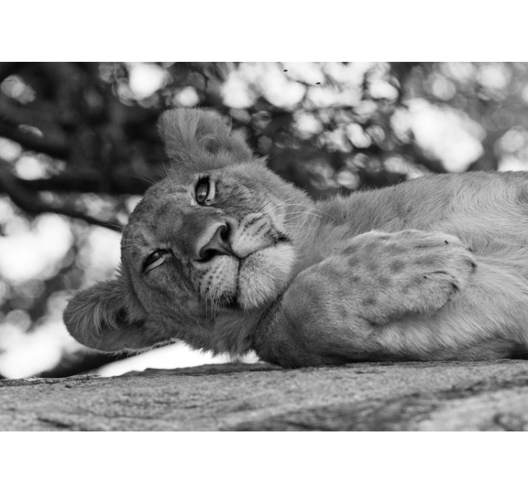 Young lion in grayscale lion wall mural - TenStickers