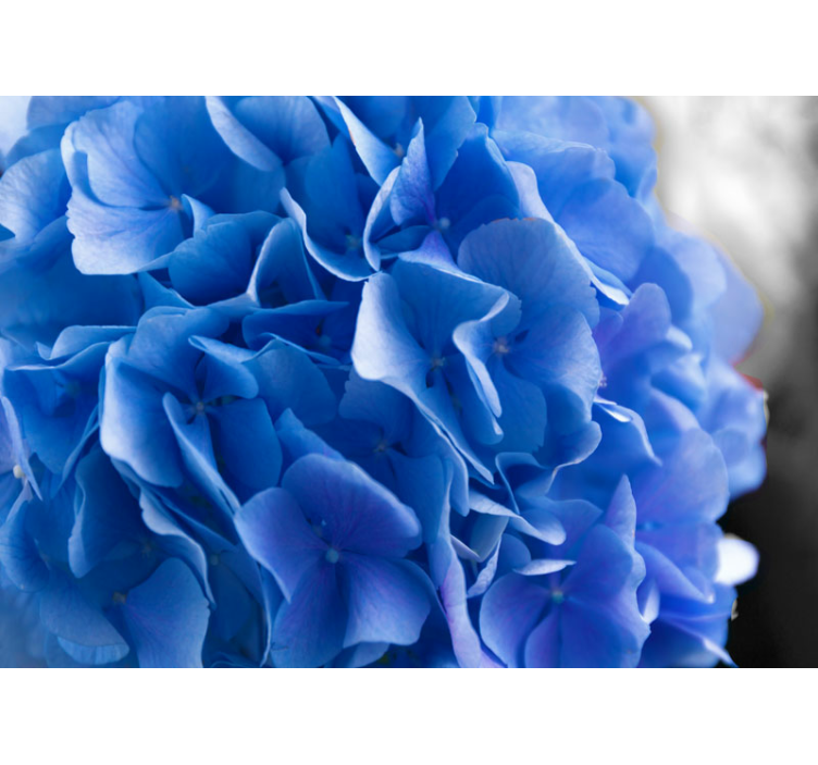 Flower mural hydrangea blue blooms - TenStickers