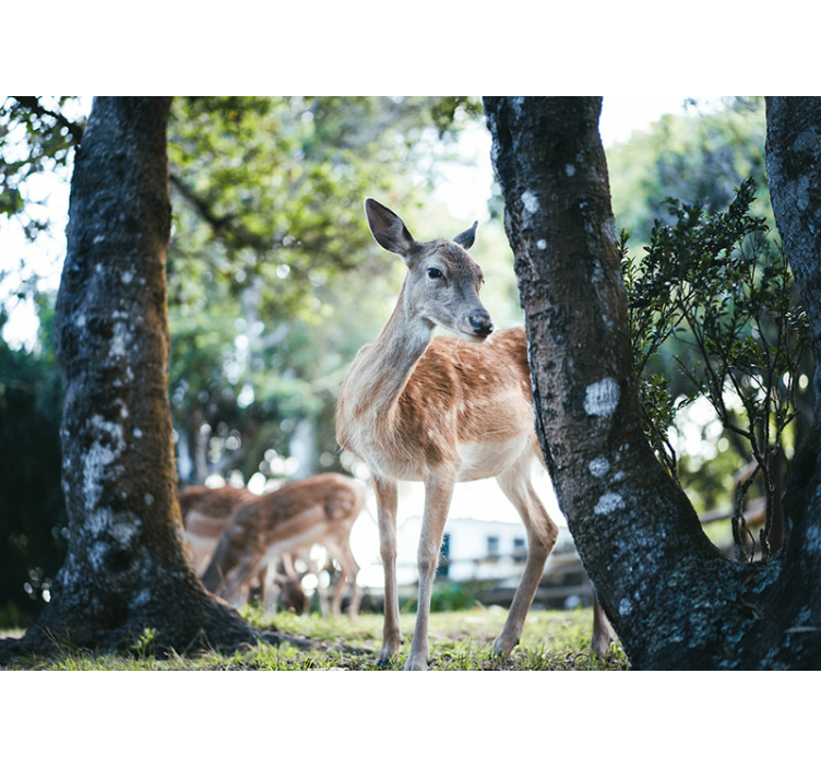 Animal wall mural graceful deer encounter - TenStickers