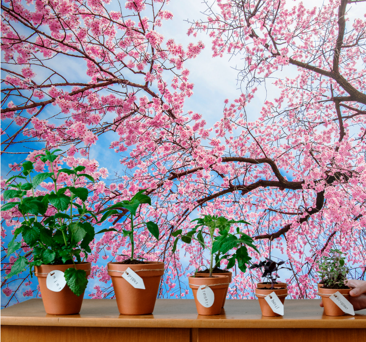 Blooming cherry tree  nature wall mural - TenStickers