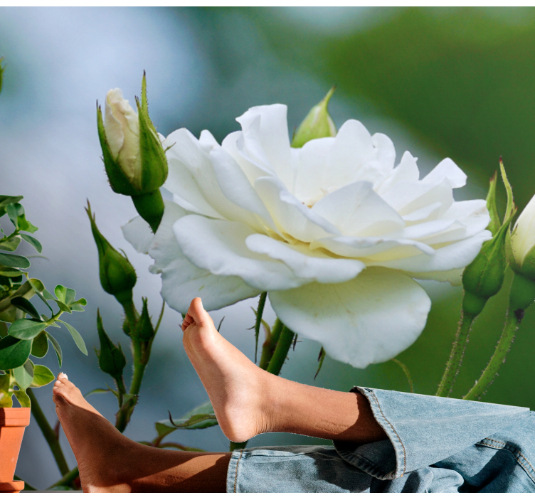 White rose cute pic rose wall mural - TenStickers