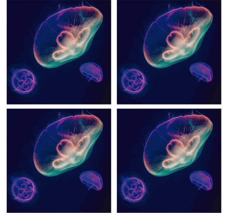 Geek coasters colorful jellyfish creatures - TenStickers