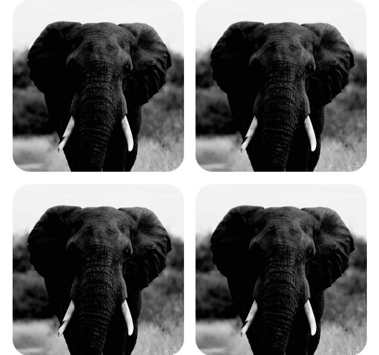 Vintage coasters monochrome elephant portraits - TenStickers
