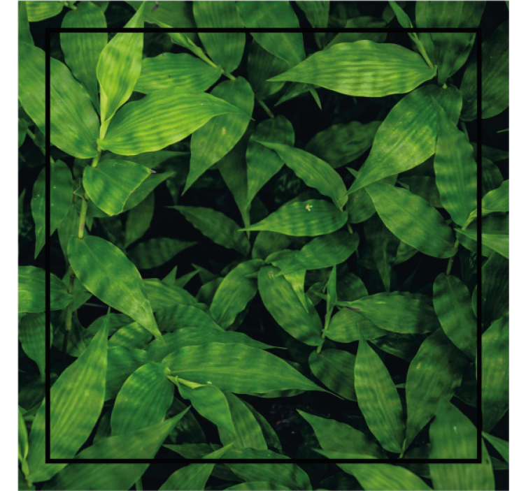 Lush green leaf pattern coasters - TenStickers