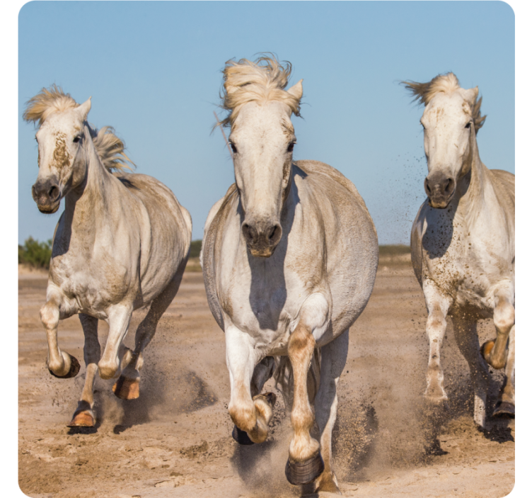 Modern coasters galloping white horses - TenStickers
