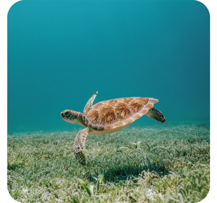 Modern coasters swimming sea turtle design - TenStickers
