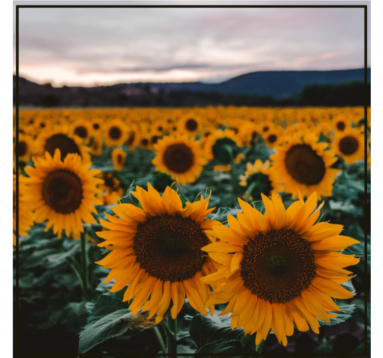 Personalisable coasters sunflower field image - TenStickers