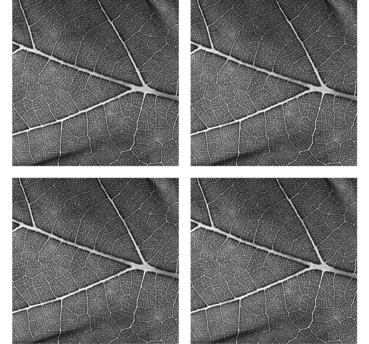 Coasters with detailed leaf design - TenStickers