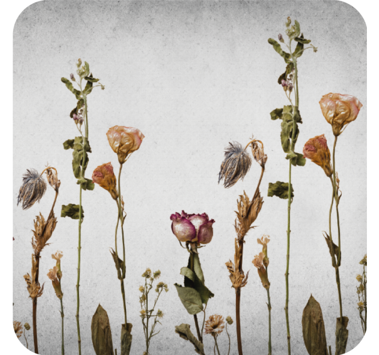 Coasters dried floral arrangement coasters - TenStickers