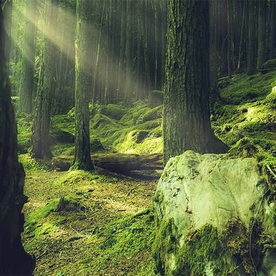 Living room poster of moss-covered rocks in the forest - TenStickers